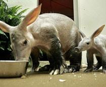 Aardvark-B.jpg