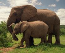 African-Bush-Elephant-B.jpg