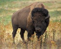 American-bison-B.jpg