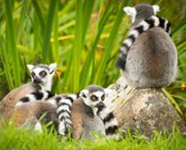 Animal-Lemur-B.jpg