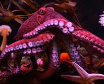 Animal-Octopus-B.jpg