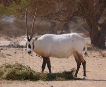 Arabian-Oryx-B.jpg
