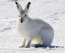 Arctic-Hare-B.jpg