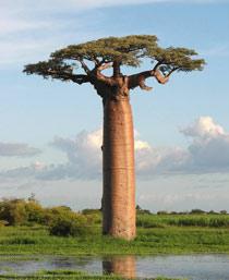 Baobab-B.jpg