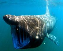 Basking-shark-B.jpg