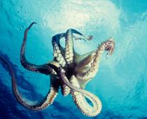Belong-Octopus-B.jpg