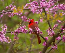 Birds-Cardinal-B.jpg