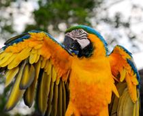 Birds-Macaw-B.jpg
