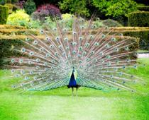 Birds-Peacock-B.jpg