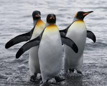 Birds-Penguin-B.jpg