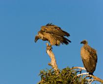 Birds-Vulture-B.jpg