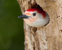 Birds-Woodpecker-B.jpg