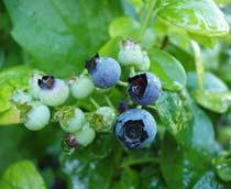 Blueberry-B.jpg