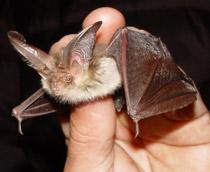 Brown-long-eared-bat-B.jpg