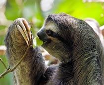Brown-throated-Three-toed-sloth-B.jpg