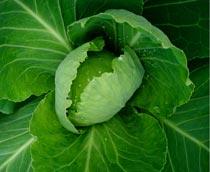 Cabbage-B.jpg