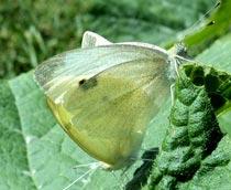 Cabbage-white-butterfly-B.jpg