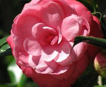 Camellia-B.jpg
