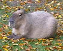 Capybara-B.jpg