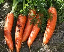 Carrot-B.jpg