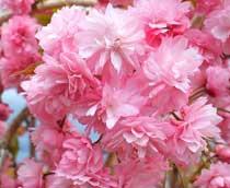 Cherry-blossom-B.jpg