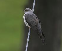Common-Cuckoo-B.jpg