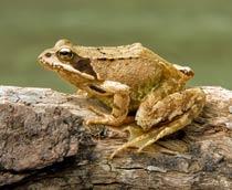 Common-Frog-B.jpg