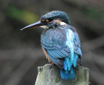 Common-Kingfisher-B.jpg