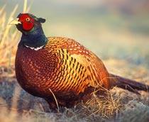 Common-Pheasant-B.jpg