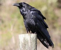 Common-Raven-B.jpg
