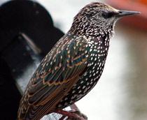Common-Starling-B.jpg