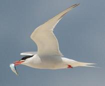 Common-Tern-B.jpg