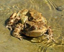 Common-Toad-B.jpg
