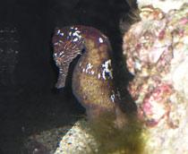 Common-seahorse-B.jpg