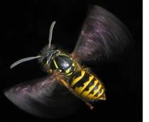 Common-wasp-B.jpg
