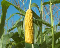 Corn-B.jpg