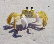 Crab-B.jpg