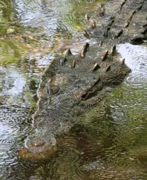 Crocodile-B.jpg