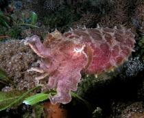 Cuttlefish-B.jpg