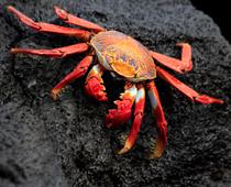 Deep-Crab-B.jpg