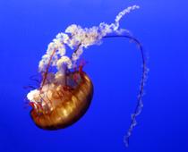 Deep-Jellyfish-B.jpg