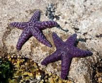 Deep-Starfish-B.jpg
