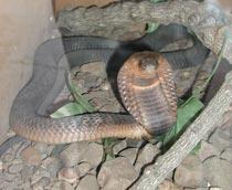 Egyptian-cobra-B.jpg