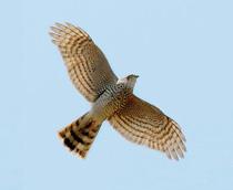 Eurasian-Sparrowhawk-B.jpg