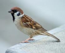 Eurasian-Tree-Sparrow-B.jpg