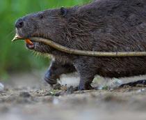 Eurasian-beaver-B.jpg