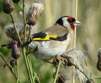 European-Goldfinch-B.jpg