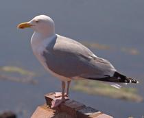 European-Herring-Gull-B.jpg