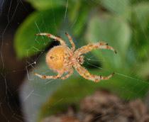 European-garden-spider-B.jpg