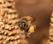 European-honey-bee-B.jpg